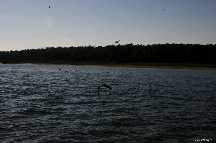 MoreheadCityPelicans