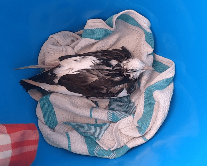 MontegoBayInjuredBird